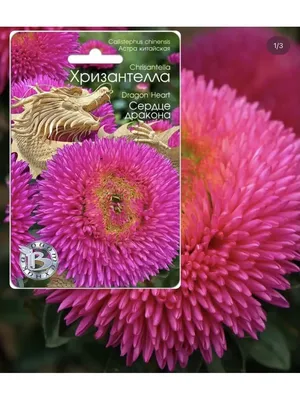 Розово-оранжевая китайская \"принцесса\" астра - 500 семян - Callistephus  chinensis - семена – Garden Seeds Market | Бесплатная доставка