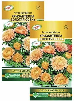 Астра китайская Харц Парсиваль по цене 27 ₽/шт. купить в Калуге в  интернет-магазине Леруа Мерлен