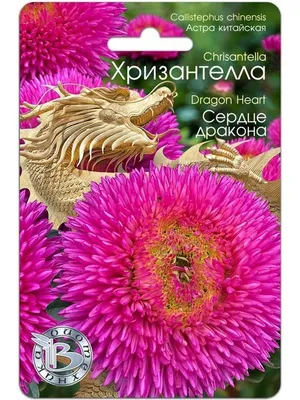 Астра китайская хризантелла Золотая осень, 2 пакета, семена 5 шт,  Евросемена — купить в интернет-магазине по низкой цене на Яндекс Маркете