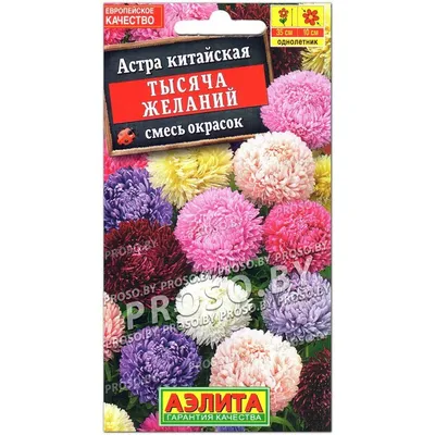 Рассада Астра китайская Арлекин смесь 40 шт (кассета) (ID#1800508813),  цена: 349.99 ₴, купить на Prom.ua