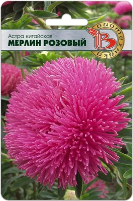 Купить семена Астра китайская Тысяча желаний, смесь в Минске и почтой по  Беларуси