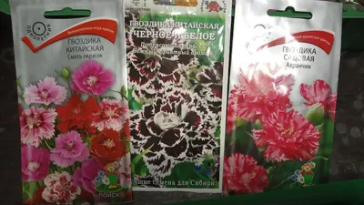 Гвоздика «Китайская» смесь окрасок по цене 27 ₽/шт. купить в Москве в  интернет-магазине Леруа Мерлен