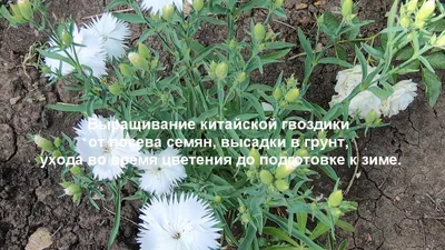 Набор для выращивания Гвоздика китайская (Насіння країни): продажа, цена в  Днепре. Товары для детского творчества от \"А-маркет\" - 1137298931