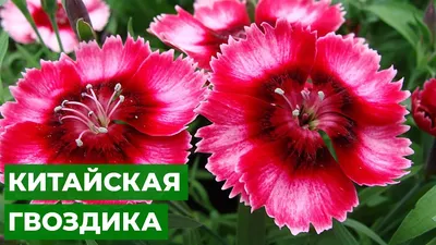 Турецкая гвоздика ( Dianthus barbatus) - «В этом году гвоздика просто  спасает мою клумбу! Неприхотливый и очень красивый цветок, которому не  страшно даже очень холодное лето. » | отзывы