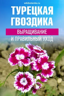 Гвоздика китайская выращивание из семян, посадка и уход за многолетними  махровыми цветами: фото