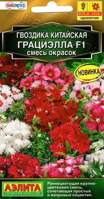 Гвоздика: посадка, выращивание и уход | Огород Мечты | Дзен