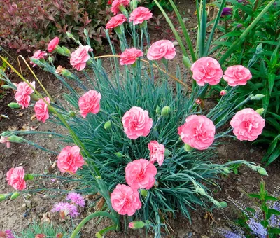 Гвоздика китайская (Dianthus chinensis)