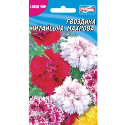 Гвоздика Китайская смесь окрасок Поиск - «Опыт выращивания гвоздики  китайской в балконном ящике. Первый цветочки уже начали радовать.» | отзывы