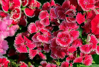 Турецкая гвоздика - Dianthus barbatus - фото - выращивание и уход, посадка,  размножение, болезни и вредители, описание - 🌷 Мои цветы