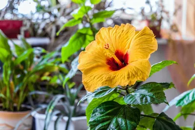 Гибискус - Магазин растений Гармония пространства - декоративные  растения,хвойники,многолетники,комнатные цветы