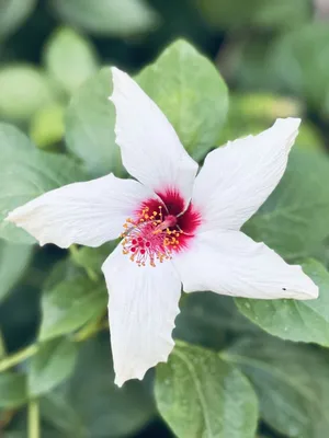 Гибискус - китайская роза, как заставить цветок цвести - YouTube
