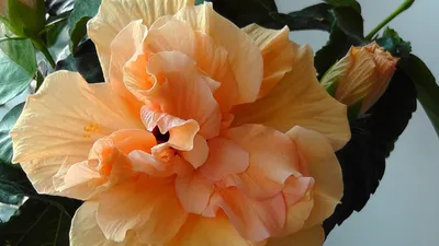 Гибискус – описание и уход за комнатным и садовым цветком с фото