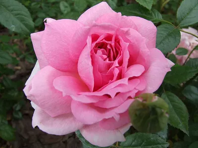 Лучшие сорта миниатюрных роз: описание и фото | Интернет-магазин садовых  растений