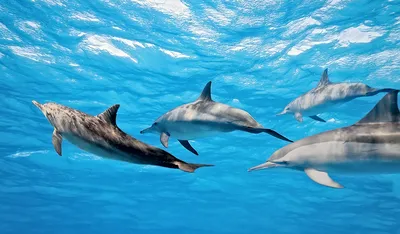 Киты и дельфины фото фото