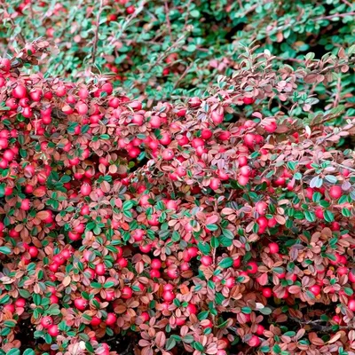 Кизильник гибридный Корал Бьюти \"Coral Beauty\"