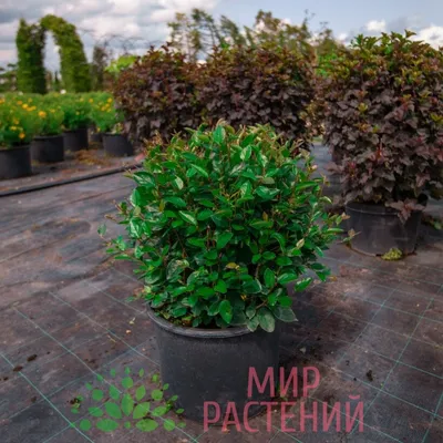 Кизильник горизонтальный (Cotoneaster horizontalis)