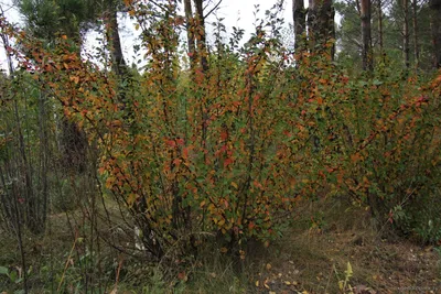 Кизильник блестящий - Cotoneaster lucidus