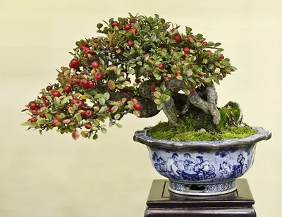 Кизильник вертикальный Блестящий Cotoneaster Lucidus - купить декоративные  и хвойные растения с доставкой по Украине в магазине Добродар