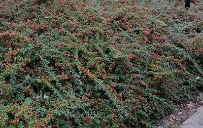 Кизильник блестящий (Cotoneaster lucidus) - Лиственные растения весна 2024  года - купить лиственные растения спирея, кизильник, барбарис, лапчатка.