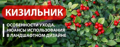 Кизильник блестящий \"Cotoneaster lucidus\" купить по цене 14400 рублей от  питомника саженцев и растений Центросад | Фото и консультация по уходу