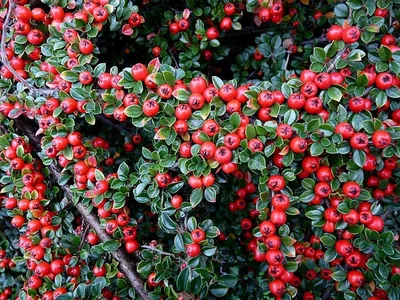 Коллекции растений ЦСБС СО РАН - Cotoneaster horizontalis – Кизильник  горизонтальный