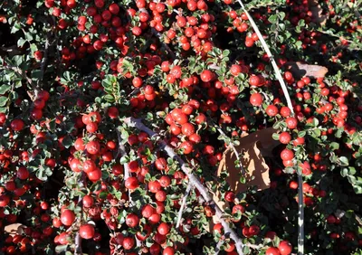 Кизильник горизонтальный (Cotoneaster Horizontalis) купить по цене 550  рублей от питомника саженцев и растений Центросад | Фото и консультация по  уходу