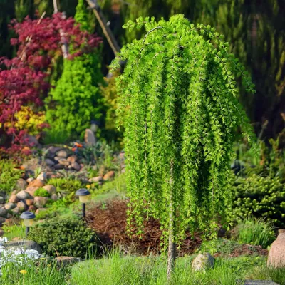 Кизильник горизонтальный Вариегатус 80см штамб Cotoneaster atrop.  Variegatus, контейнер Р23 (Н) — цена в LETTO