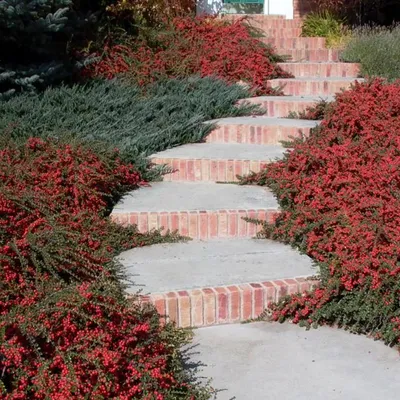 Кизильник горизонтальный (Cotoneaster horizontalis 'Variegatus') Купить в  Симферополе | Садовый центр Фрея, Крым