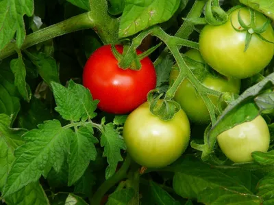 Кладоспориоз может уничтожить весь урожай томатов » 46ТВ Курское Интернет  Телевидение