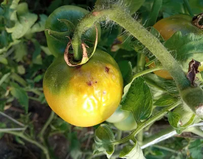 Кладоспориоз на томатах: как выглядит, чем опасен и как я его останавливаю  | Танюшкина петрушка | Дзен