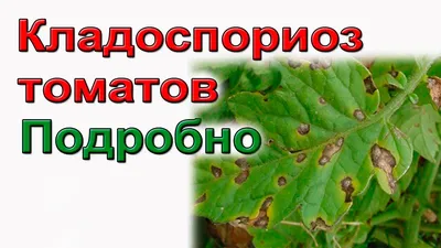 Кладоспориоз томатов: чем обработать в теплице и открытом грунте - Ортон