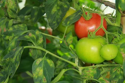 Кладоспориоз томатов: лечение и фото