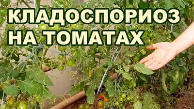 КЛАДОСПОРИОЗ НА ТОМАТАХ. МЕТОДЫ ЛЕЧЕНИЯ С БОЛЕЗНЬЮ (01-10-2018) - YouTube