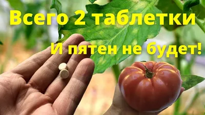 2 таблетки и пятен на томатах не будет. Листья помидоров в теплице будут  зеленые и чистые. - YouTube