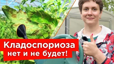 БУРЫЕ ПЯТНА НА ЛИСТЬЯХ ТОМАТОВ? Вот что надо срочно сделать! Чего боится  кладоспориоз?