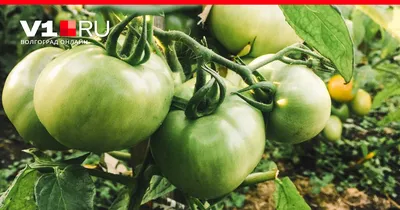 Как правильно выращивать помидоры, самые распространенные болезни томатов -  22 июля 2021 - v1.ru