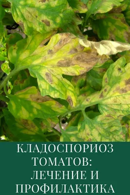 Бурая пятнистость на томатах (кладоспориоз): лечение | Растения, Огород с  помидорами, Садовый контейнер