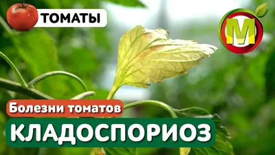 🍅 БОЛЕЗНИ ТОМАТОВ: Кладоспориоз Томатов и Меры Борьбы - YouTube