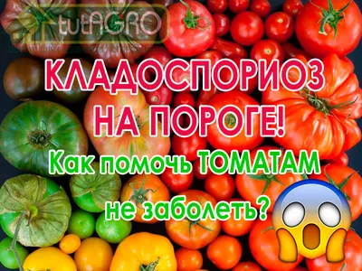 Солнечная болезнь томатов: как отличить кладоспориоз от фитофтороза и  других болезней? | ВКонтакте