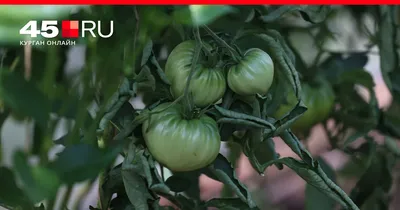 Сорта томатов, устойчивые к кладоспориозу - Страница 6 - Дачный форум:  дача, сад, огород, цветы.