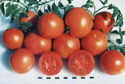 Кладоспориоз томата: способы борьбы и препараты для лечения
