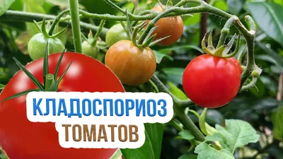 Болезни томатов - Томаты - Форум для дачников | Огород.ru