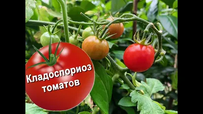 КЛАДОСПОРИОЗ (бурая пятнистость) томатов – враг теплиц №1. Лечение и  профилактика болезни - YouTube | Огород, Садовые вредители, Теплица