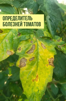 Почему скручиваются, желтеют, белеют листья у помидор, что делать с  болезнями томатов, как бороться с фитофторозом, кладоспориозом - 15 июля  2022 - v1.ru