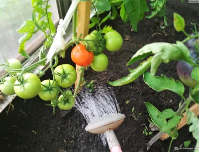 Кладоспориоз на томатах - проблема влажных теплиц 💦 Что делаем при первых  признаках: ✔️проветриваем, снижаем влажность воздуха до… | Instagram