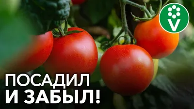Кладоспориоз томатов: фото, ТОП способов лечения и борьбы