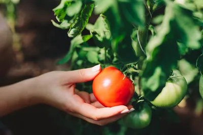 Когда и как собирать помидоры, можно ли собирать томаты зелеными, что  делать с фитофторой, альтернариозом и септориозом август 2021 г. - 21  августа 2021 - НГС