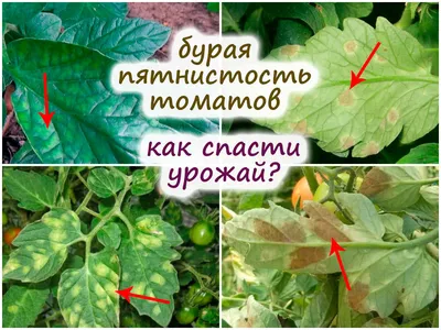 Бурая пятнистость, или кладоспориоз, на помидорах – как спасти урожай при  обнаружении симптомов?