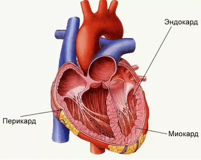 Клапаны сердца, плакат глянцевый А1/А2 › Купить оптом и в розницу › Цена от  завода