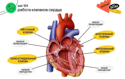 Можно ли создать идеальный клапан сердца, или что не так с биопротезами |  Пикабу